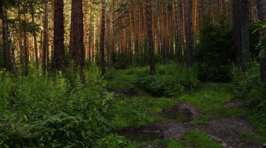 A kevert állományú erdők kevésbé érzékenyek a betegségekre és a szélsőséges időjárási viszonyokra