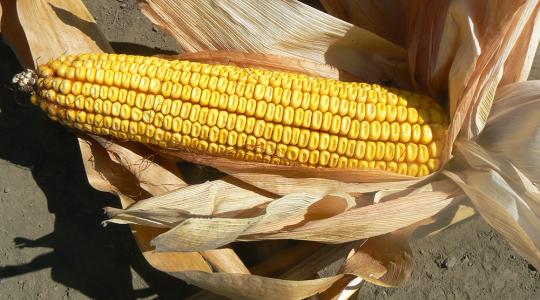 Idén a kukoricamoly erős korai kártételére számíthatunk – védekezzünk időben!