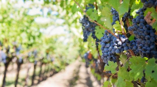 A szlovák borászok már a szőlőtőkék kivágására kényszerültek