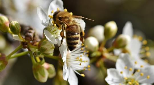 Az akácvirágot keresni kell a fákon – aggódnak a méhészek