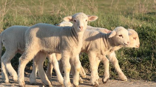 Csökkentek az európai bárányárak