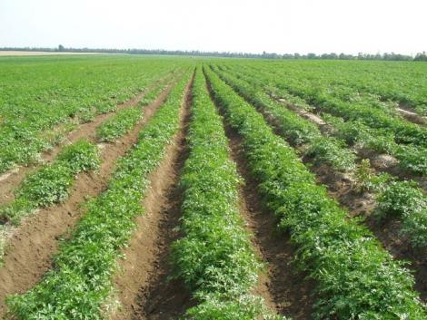 Miyen növénysűrűséggel és hogyan vessünk zöldséget?  