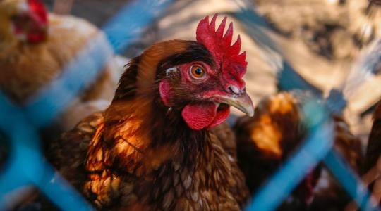 800 kiló szalmonellás csirkemáj jutott Magyarországra