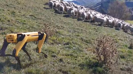 Már robotkutya tereli a birkákat Új-Zélandon –VIDEÓ