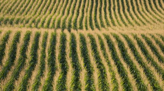 Terepszemle 2020 – Kwizda Kukorica Bemutató élő közvetítés