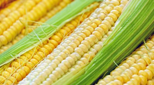 Új dunaföldvári biofinomítóban hasznosul a hazai kukorica