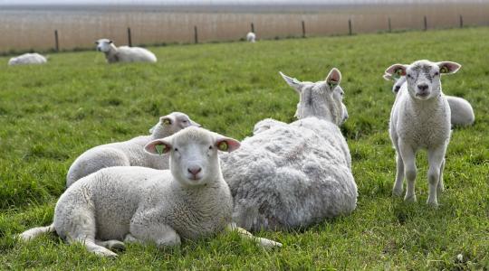 Csökkenő kínálat, emelkedő bárányárak