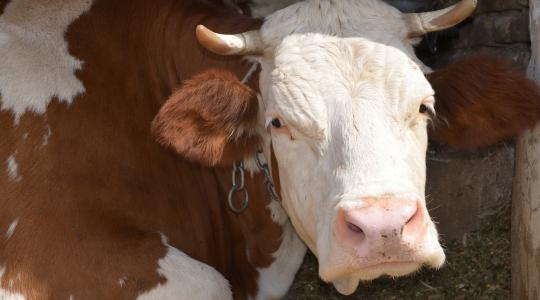 Változott az állati szaporítóanyaggal foglalkozó uniós rendelkezés
