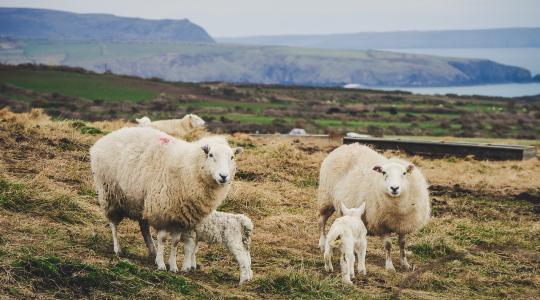 Hogyan alakulnak az európai bárányárak?