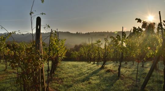 Fejlesztenek a szőlősgazdák: 1536 hektár borszőlőültetvény újul meg