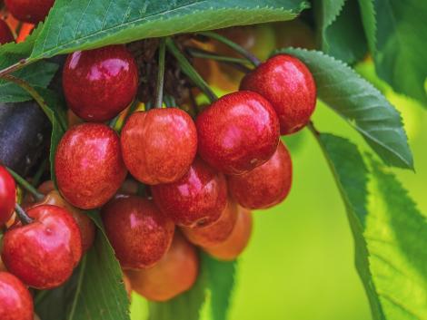 Megugrik a cseresznye ára – kevesebb terem a gyümölcsből idén