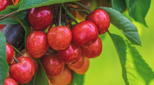 Megugrik a cseresznye ára – kevesebb terem a gyümölcsből idén
