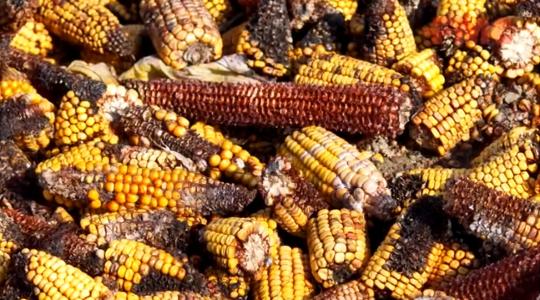 Mit kockáztat a gazdálkodó, ha mikotoxinnal szennyezett kukoricát ad át? 