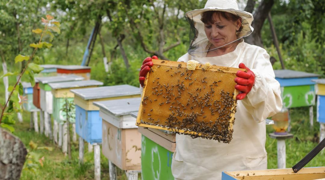 Megemeli a méhészek támogatását az Európai Bizottság 