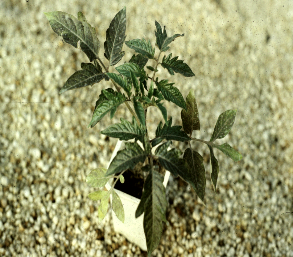 növény