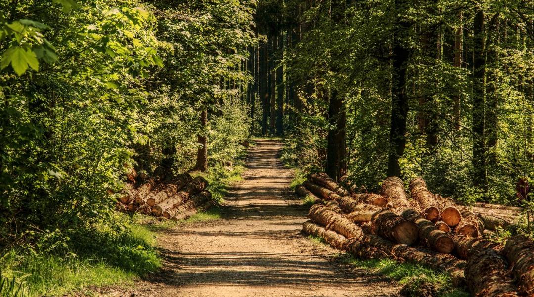 Megmenekülhetnek a védett területek – az Alkotmánybíróság elkaszálta a megújított erdőtörvényt