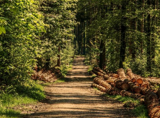 Megmenekülhetnek a védett területek – az Alkotmánybíróság elkaszálta a megújított erdőtörvényt