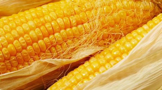 Durván visszaesett az Egyesült Államok kukorica felhasználása