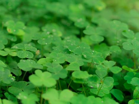 Nem csak szerencsét hoz, de legeltetéssel még a károsanyag-kibocsátást is csökkentheti