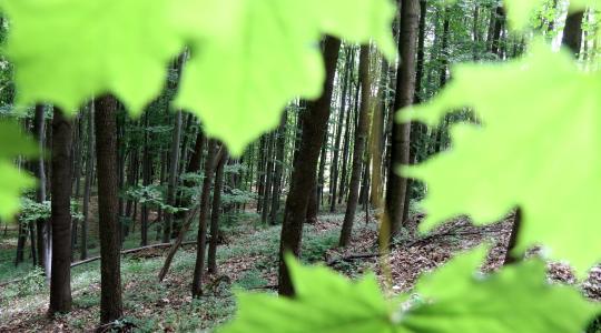 Elérhető útmutatók az erdőgazdálkodók és erdészeti szakirányítók számára