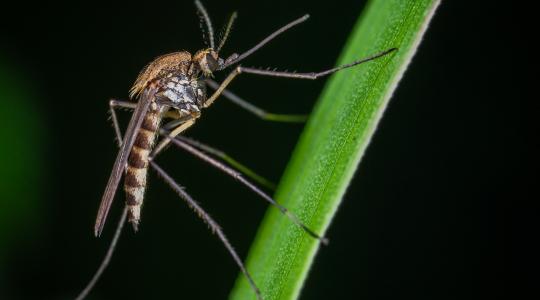 Nem bírnak a szúnyogokkal: egyre több helyen kell védekezni