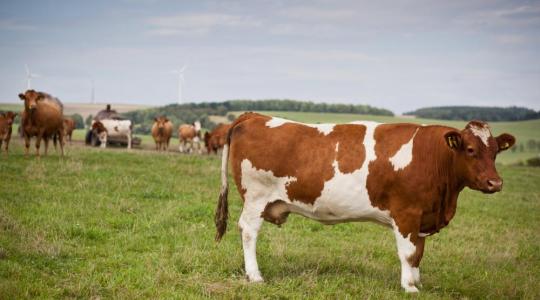 A németeknek bevált a legelőn történő állatvágás – bővítik a lehetőségeket