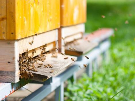 Soha nem látott környezeti katasztrófa rázta meg Horvátországot: 50 millió méh pusztult el