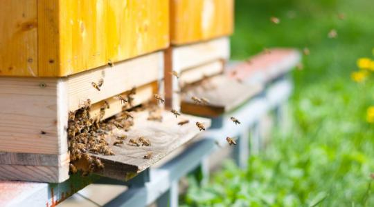 Soha nem látott környezeti katasztrófa rázta meg Horvátországot: 50 millió méh pusztult el