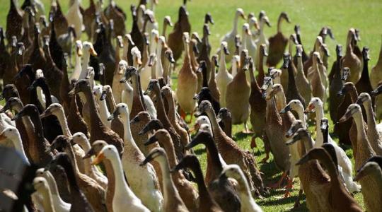 Ezek a furcsa, pingvinre hasonlító szárnyasok felveszik a versenyt a legjobb tojótyúkokkal is
