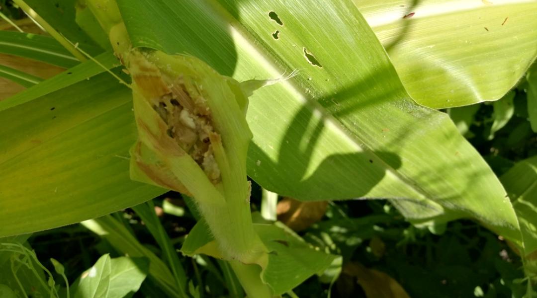 Növényvédelmi előrejelzés: Ideje védekezni a kukoricamoly ellen
