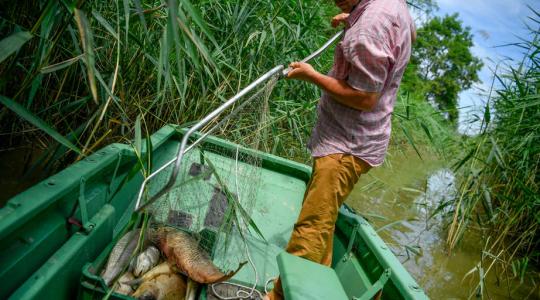 Közel 6-7 mázsa hal pusztult el a Hortobágy folyóban