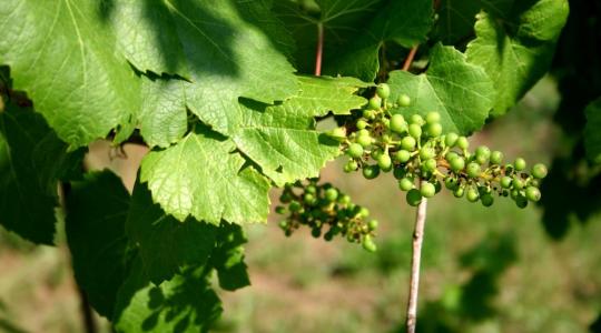 A tokaji szőlőtermelők között a legnépszerűbb a zöldszüret idén