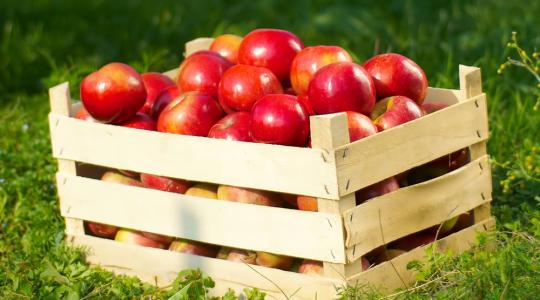 Rekordmagasan a kínai almatartalékok