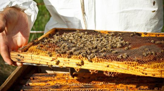 Azonnali méhzárlatot rendeltek el Pécsett