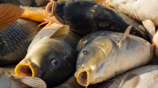 Mostantól elektronikusan is beadhatók a halgazdálkodási szakterület kérelmei, bejelentései