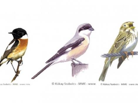 Szavazzatok az év madarára – mindhárom énekesmadárfaj az agrár élőhelyekhez kötődik