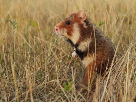 A kihalás fenyegeti az egykor veszélyes kártevőt?! 