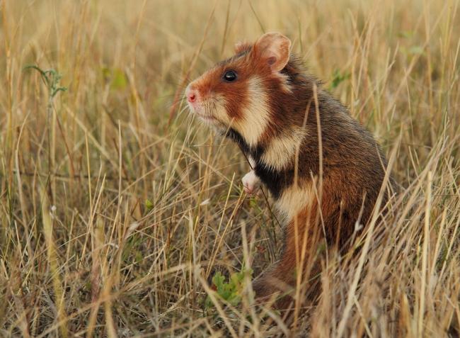 A kihalás fenyegeti az egykor veszélyes kártevőt?! 