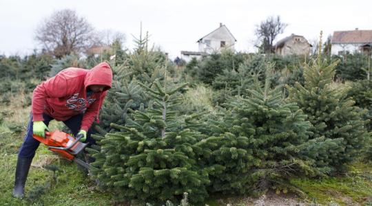 Kiderült mennyivel kapnak kevesebbet a karácsonyfa-ültetvények után a termelők