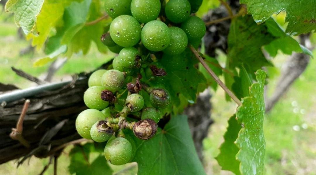 2020 vajon a szőlő éve lesz? – Helyzetjelentés a szőlészetből