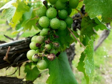 2020 vajon a szőlő éve lesz? – Helyzetjelentés a szőlészetből