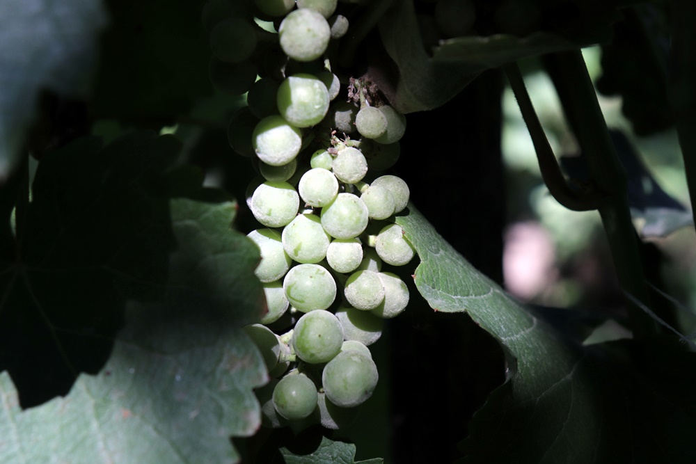 szőlő lisztharmat 