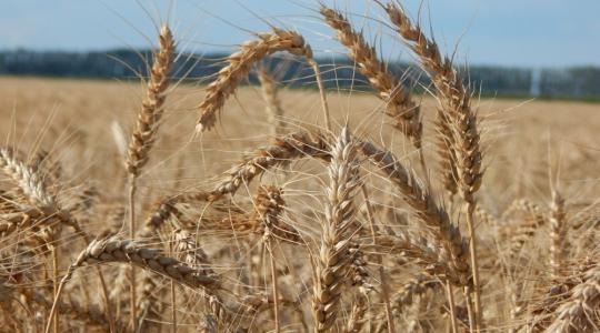 Az ukrán búzatermés kevesebb lesz a tavalyinál, a kukorica esetében viszont jók a kilátások