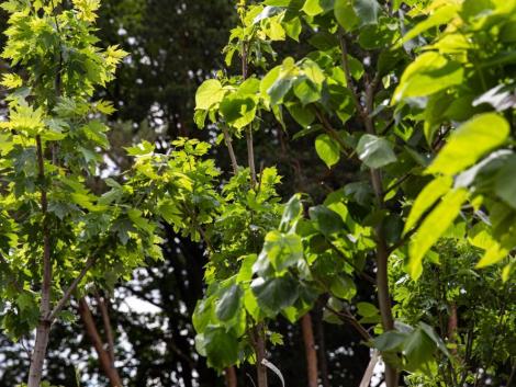 12 000 sorfával zöldülnek a hazai kistelepülések