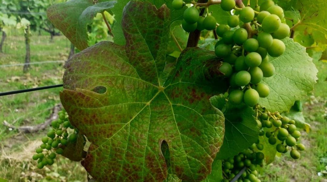 Poloskainvázió, a mezei hörcsög titkai és a szőlő védelme