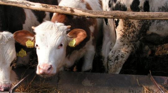 Folyamatosan bővül a magyar szarvasmarha-állomány, a tejágazat növekedő pályán van