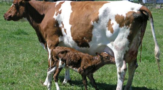 Már igényelhető átmeneti támogatás az anyatehéntartásra és a tejhasznú tehéntartásra