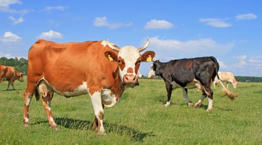 A hőség miatt tilos július 20-tól szarvasmarhát és juhot szállítani Törökországba