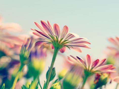 Tavaly még jól teljesített a dísznövényágazat