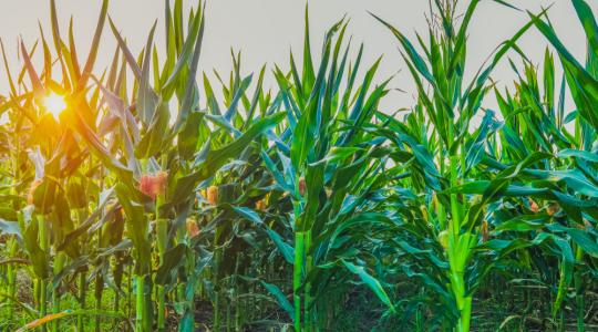 A magyar gazdáknak válság idején is lesz hova eladniuk a kukoricát